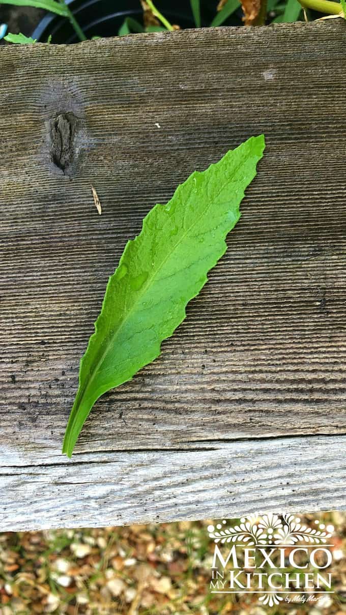 Epazote herb leaf