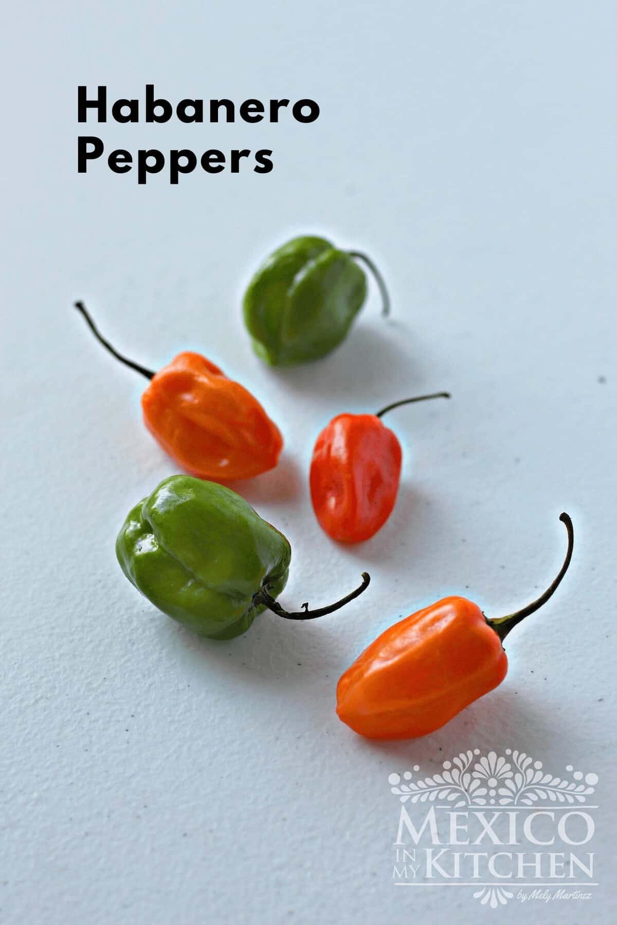 Green and riped Habanero peppers
