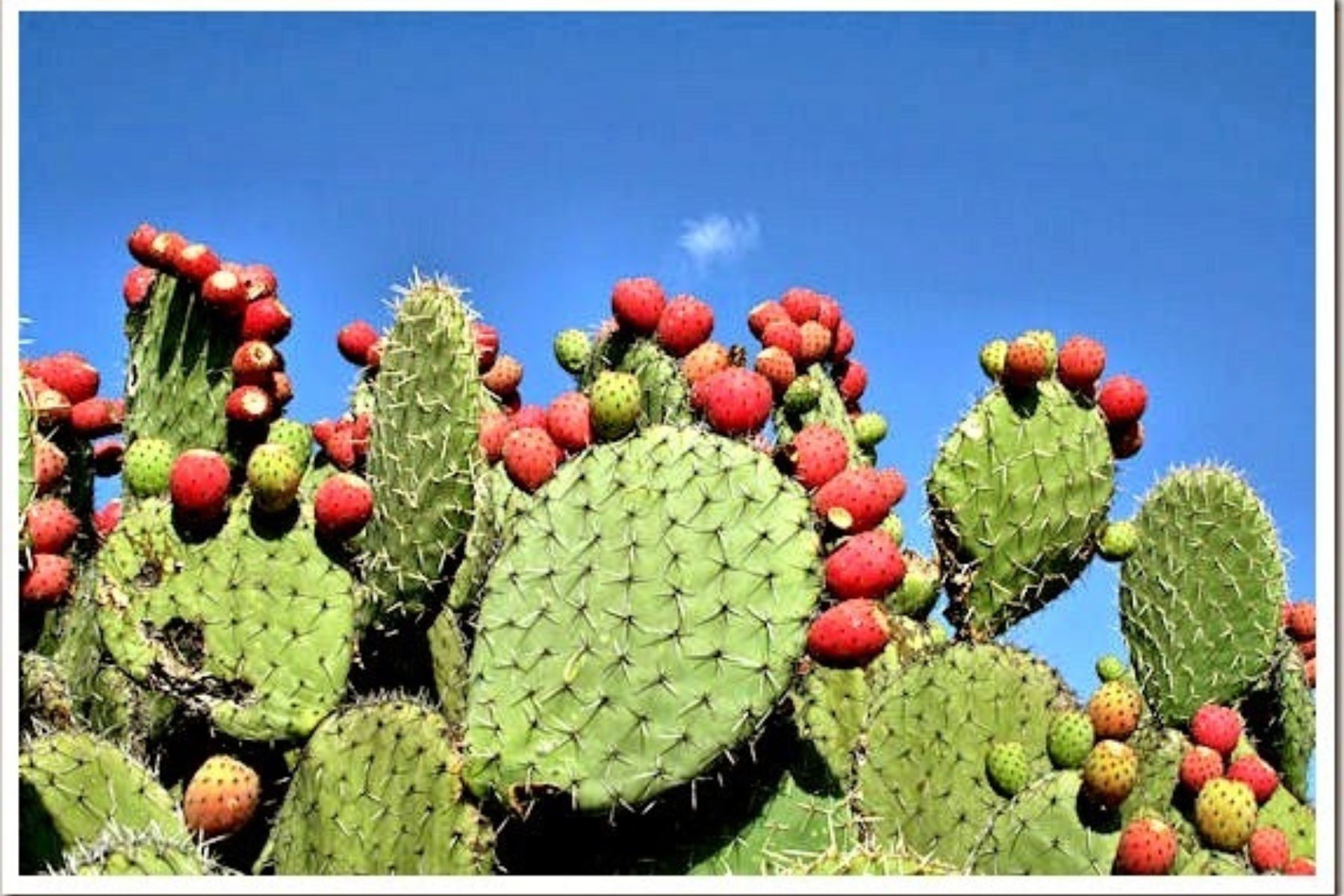 Agua de Tuna | Prickly Pear Drink