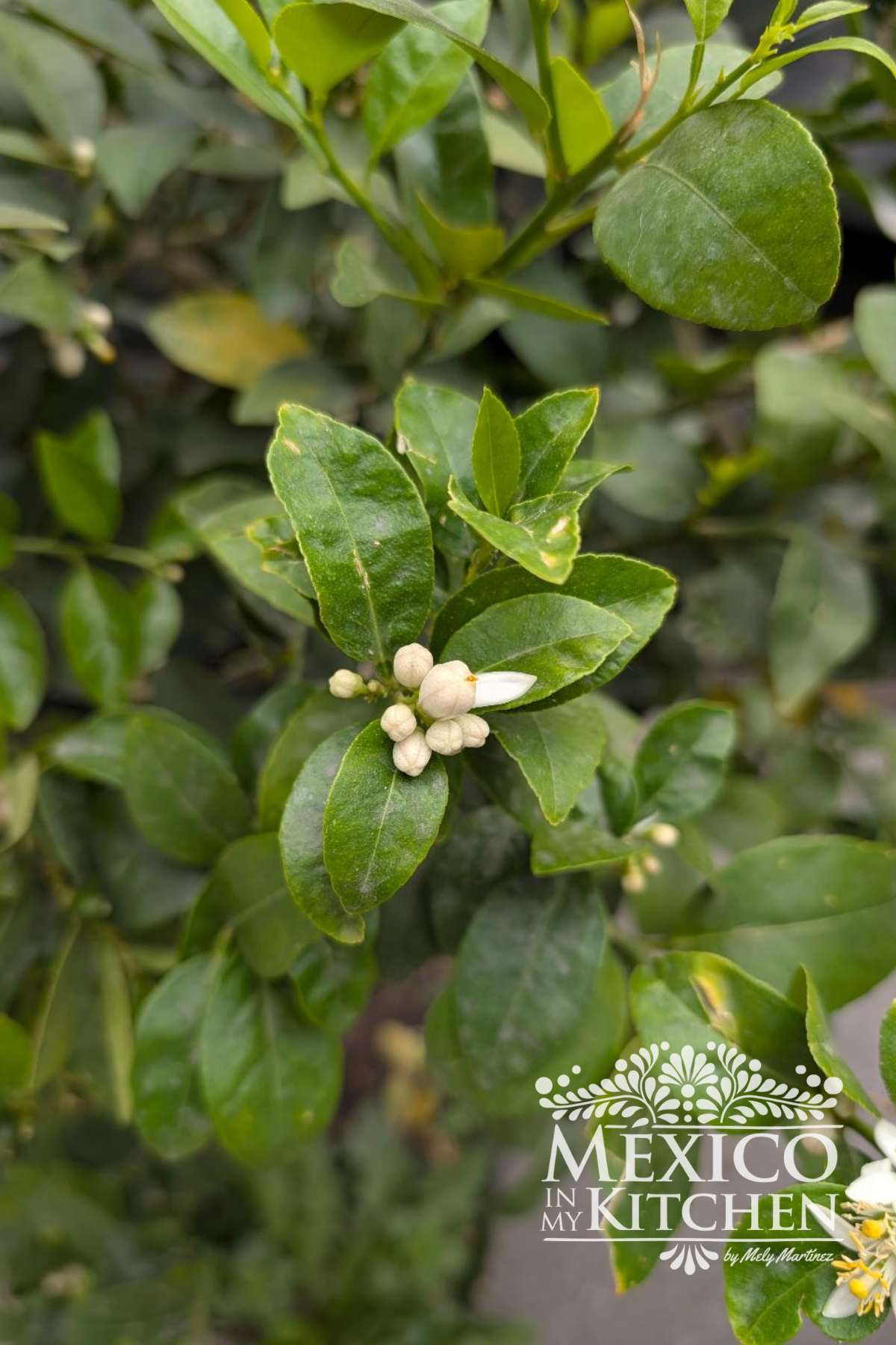 Flowering lime tree in Mexico